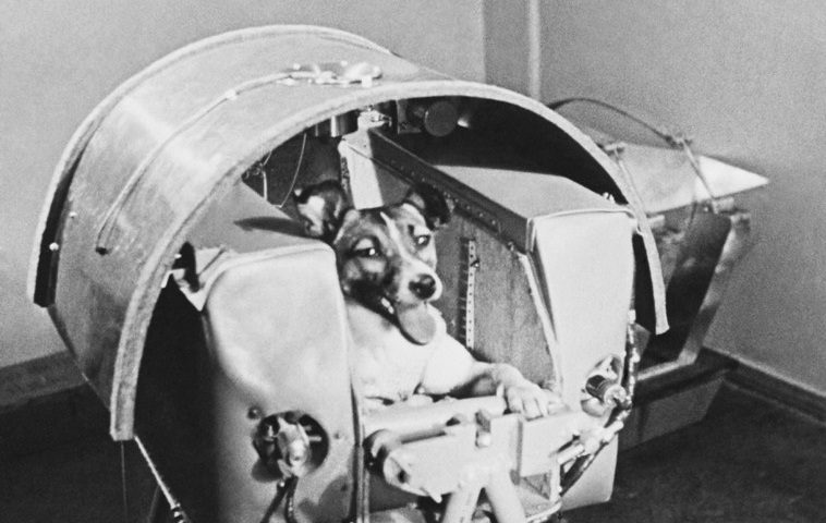 Laika - la première créature vivante en orbite terrestre