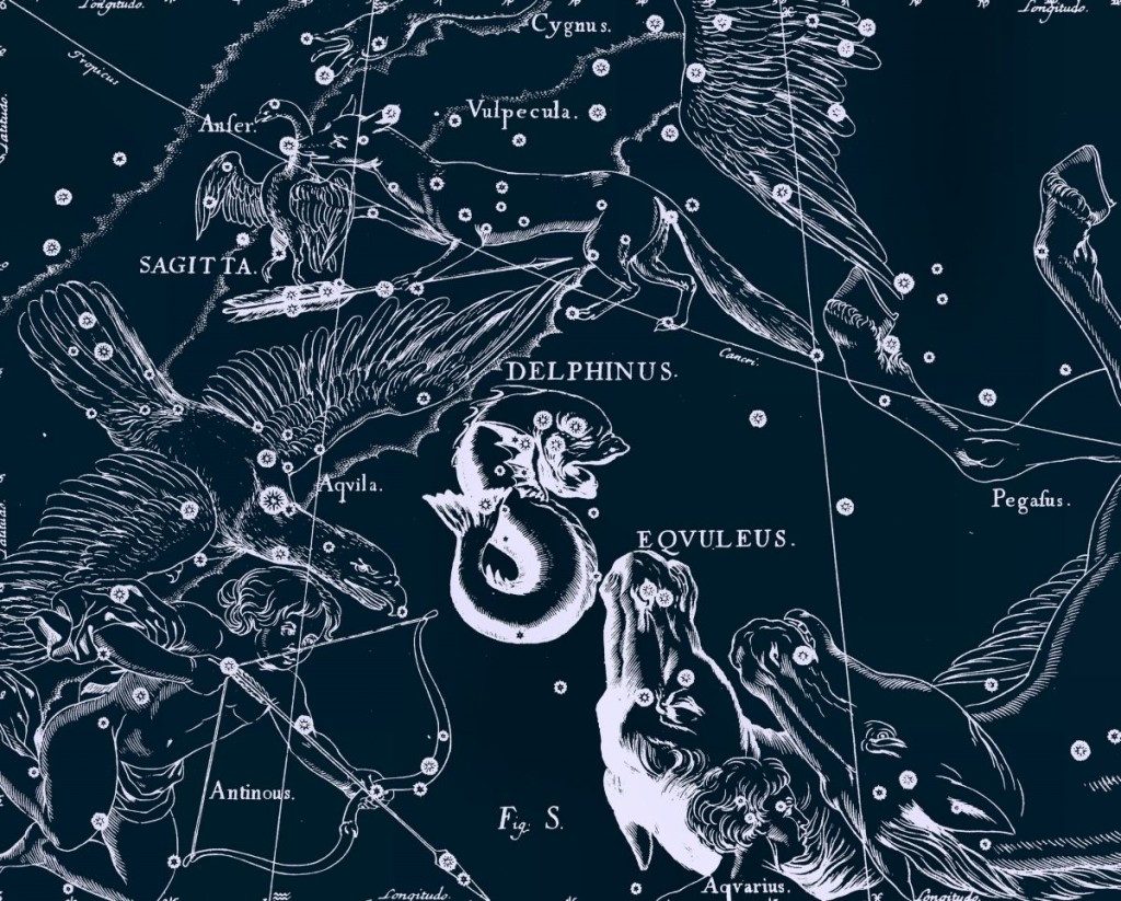 Dauphin, dessin de Jan Hevelius d'après son atlas des constellations