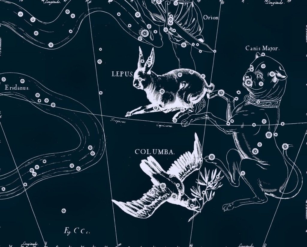 Colombe, dessin de Jan Hevelius tiré de son atlas des constellations