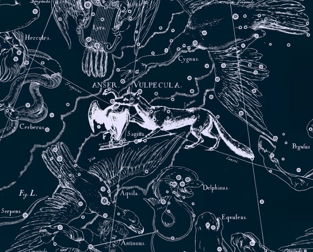 Chanterelle, dessin de Jan Hevelius tiré de son atlas des constellations