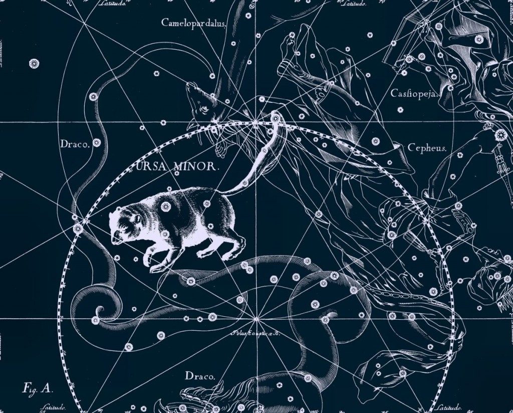 La Petite Ourse, dessin de Jan Hevelius tiré de son atlas des constellations