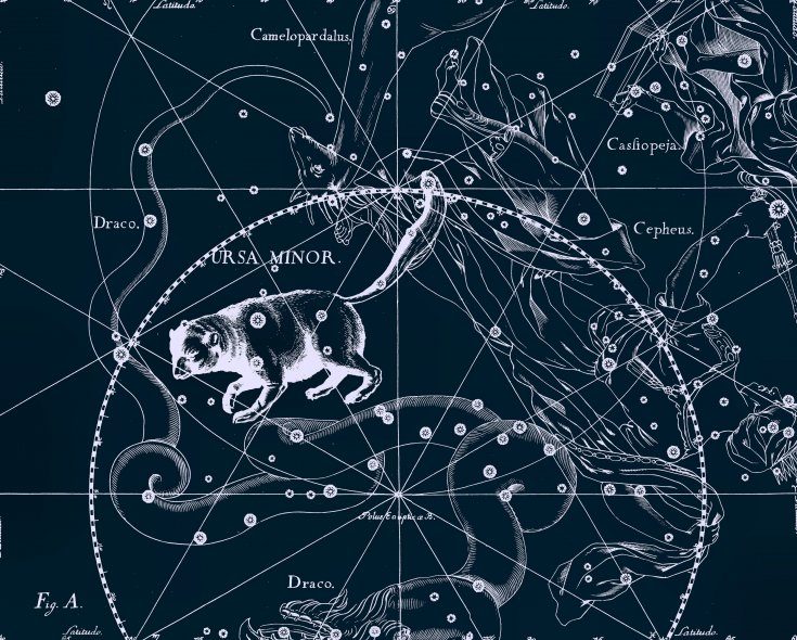 Minor Medvidica. Dessin tiré de l'atlas des constellations de Jan Hevelius