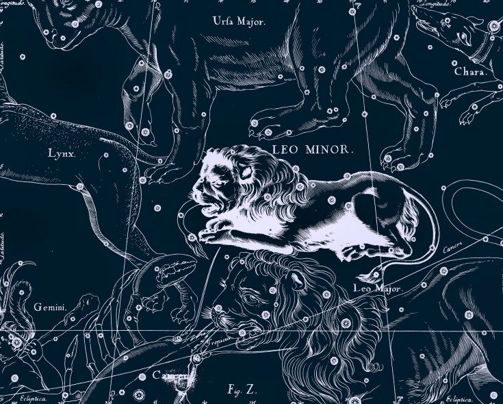 Le Lion mineur, dessin de Jan Hevelius tiré de son atlas des constellations