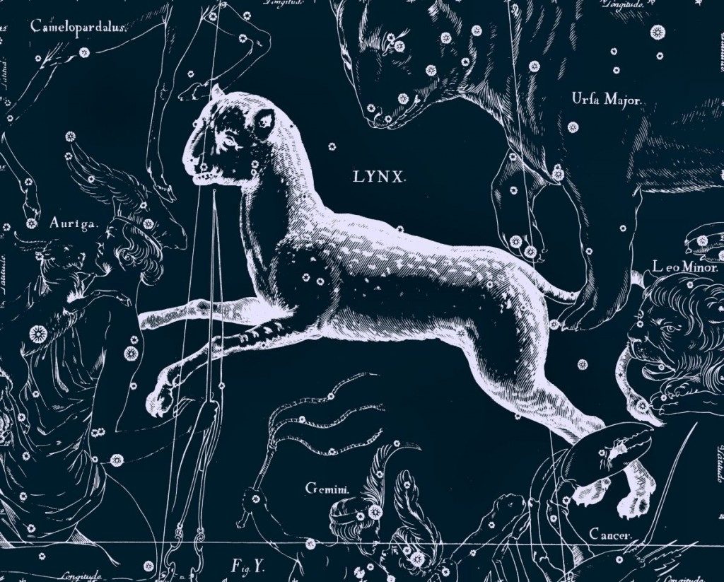 Lynx, dessin de Jan Hevelius tiré de son atlas des constellations.