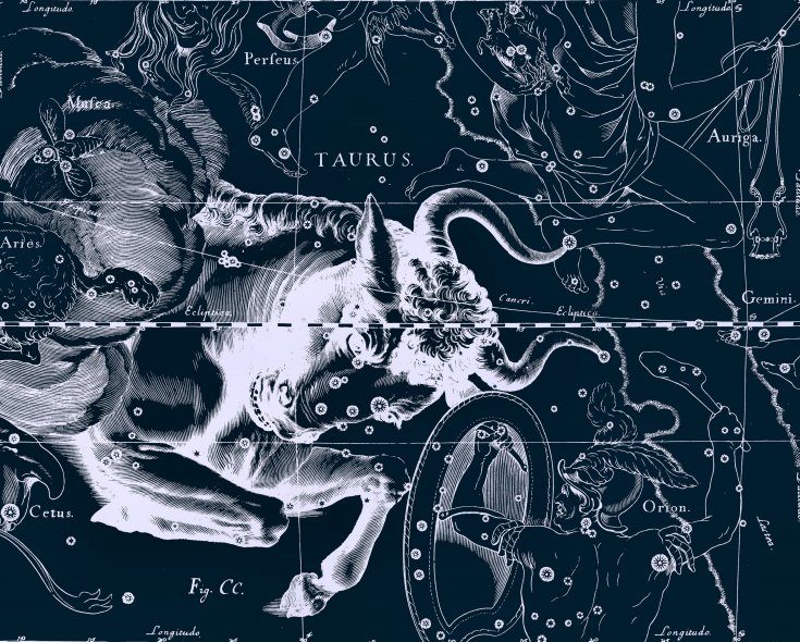 Constellation du Taureau, dessin de Jan Hevelius tiré de son atlas des constellations