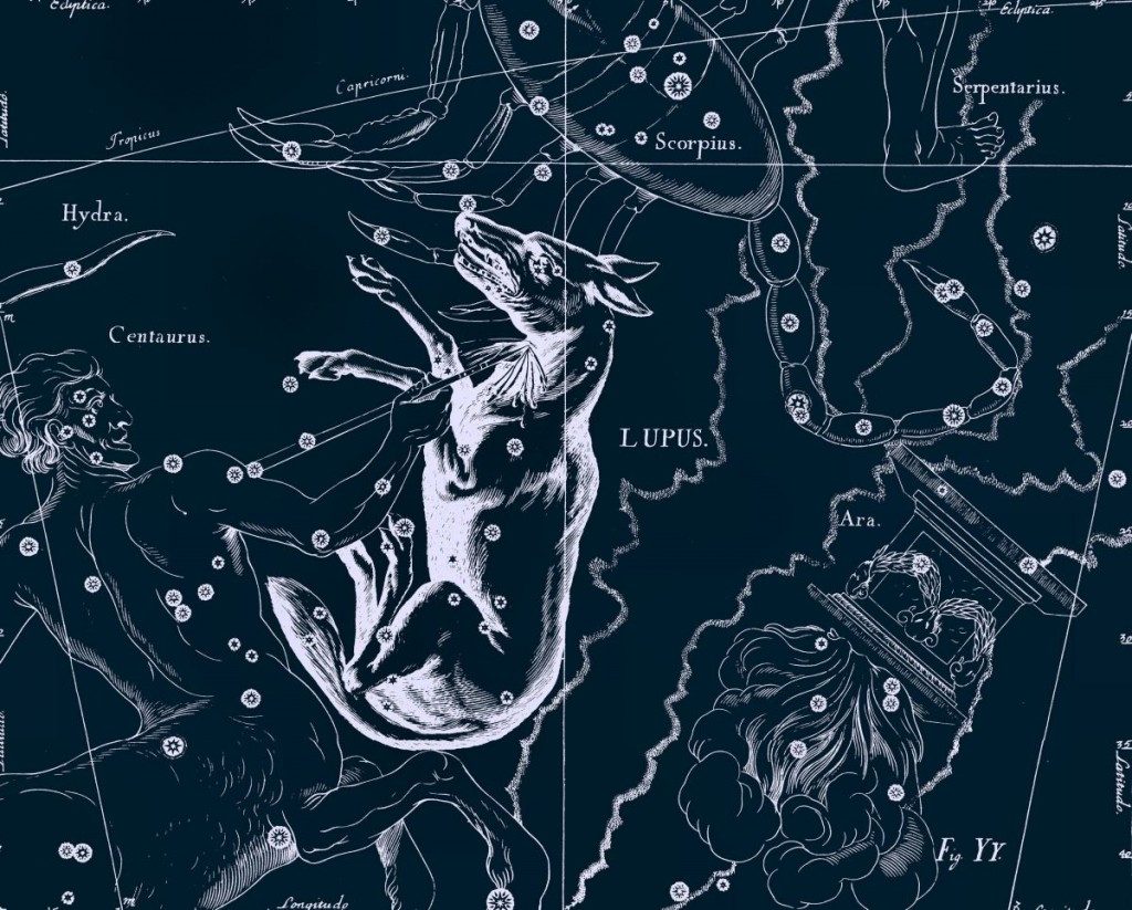 Loup, dessin de Jan Hevelius d'après son atlas des constellations
