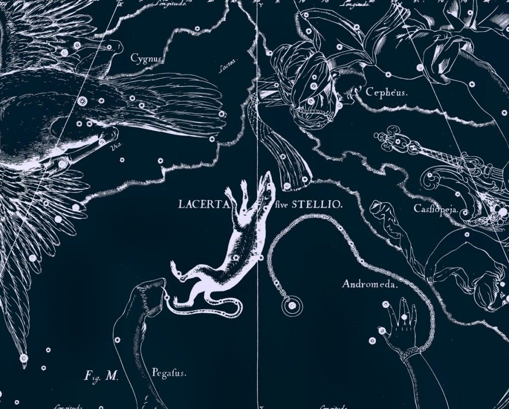 Lézard, dessin de Jan Hevelius d'après son atlas des constellations