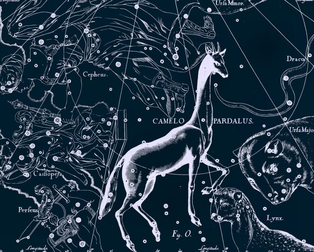 Girafe, dessin de Jan Hevelius tiré de son atlas des constellations